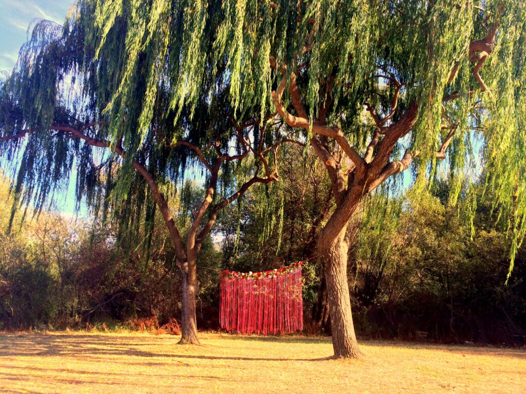 magic tree by jenny graham